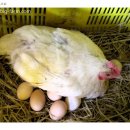 후계자축산 이미지