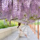 몽환적인 보랏빛 꽃터널.. 5월 가볼만한 국내 등나무꽃 명소 BEST5 이미지