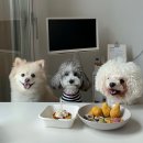 댕구르르 | 거제도 애견 독채 펜션 후기 : 댕구르르 feat.거제 우진식당