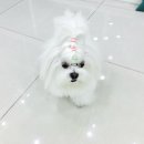 유동물병원 이미지