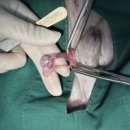 이솜동물병원 이미지