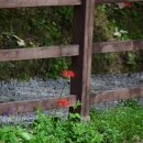 사화로-2 이미지