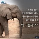 상아 이미지