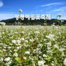 봉평메밀 이미지