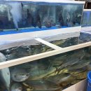 7618 | 서울 대방어가 유명한 노량진 방어 맛집 청양수산 내돈내산 가격 시세, 수산시장 초장집 하늘채 솔직후기