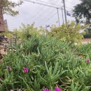 태만농장 이미지