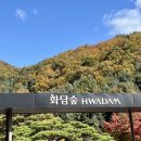 단풍꽈배기 | 2025년 화담숲 11월 2일 실시간 단풍 후기