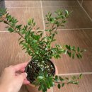 긴뿌리농장 이미지