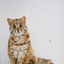 자연이네 이미지