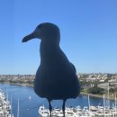 호텔앤드(AND) | 쉐라톤 샌디에고 호텔 앤드 마리나 Sheraton San Diego Hotel and Marina 조식 솔직 후기 / 자세한 정보