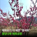 꽃나루공원 | 김해매화명소 “용당나루 매화공원" 축제 후기, 매화 개화 상태는?