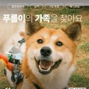 푸름/남아/2살 이미지