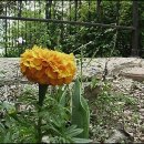 삐삐슈퍼 이미지