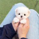 장평펫샵(장평동물병원) | 부평애견분양 펫샵 어디가 좋을까?