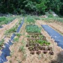 향수 농장 이미지