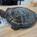 거북당구장 이미지