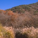 왜고개 순교성지 | [경북 칠곡 억새명소] 억새밭 따라 걷는 한티순교성지 힐링코스