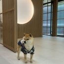 포시바(For Shiba) 이미지