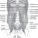 Breathing Pattern Disorders and Lumbopelvic pain and Dysfunction 이미지