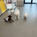 리츠펫(송도점) 네이버블로그