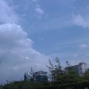 파인트리비 이미지