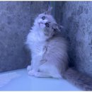 도그플랜 이미지