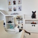 오마이펫 | 비스타워커힐 오마이펫 패키지 후기(고양이동반호텔)