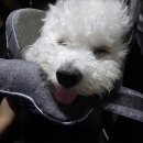 멍토피아 이미지