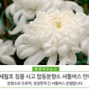 세월호 대구 합동분향소 셔틀버스 안내 이미지