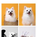 올데이펫 이미지