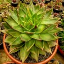 마리아A+ 이미지