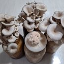 상일바이오 이미지