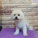 보미 펫 살롱 이미지