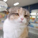 용인센트럴동물병원 이미지