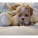 내사랑 강아지 이미지