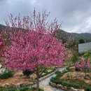 국화도화. 이미지