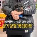 탑애견 강아지 고양이 대전점 | 롯데마트 경기 양평점 애견동반 후기｜강아지와 장보기 가능한 쇼핑몰 이용 꿀팁