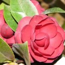 동백4로 이미지