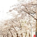 🎈🎆🎊＜ 벚꽃 구경 하세요＞🎉🎈🎊 이미지