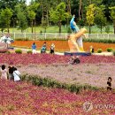 천일홍축제 이미지