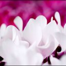 샤론의꽃 이미지