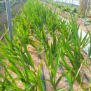 엘에프팜 이미지