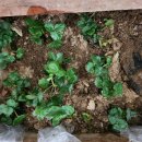 미하농장 이미지