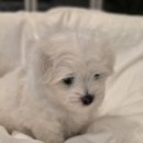 꼬똥몽드 이미지