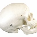 부평1구 이미지