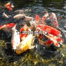 코이