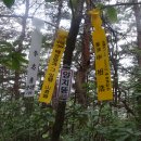 양지-15 이미지