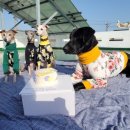 허니스티 펫 베이커리 이미지