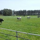 청초목장 이미지