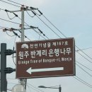 반계초등학교 | 강원도 원주 반계리 은행나무 방문 후기 CCTV 주차 단풍 시기 꿀팁